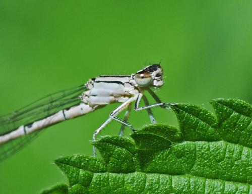 Enallagma cyathigerum